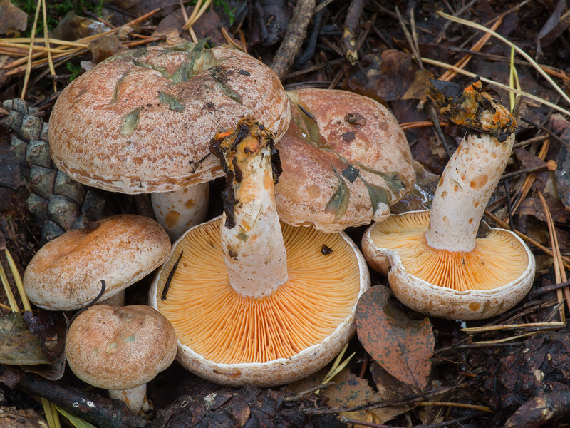 Lactarius quieticolor